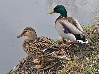 Canard colvert (Anas platyrhynchos)