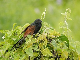 Coucou de Madagascar (Centropus toulou)