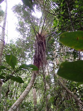 Dypsis fibrosa