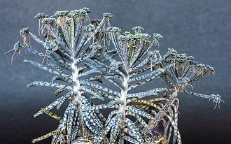 Kalanchoe delagoensis