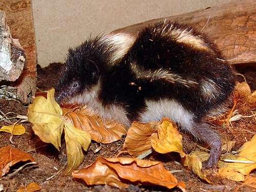 Hemicentetes nigriceps