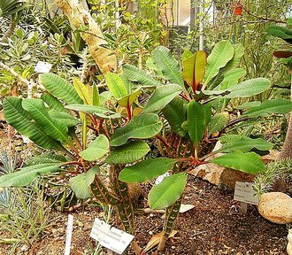 Euphorbia leuconeura
