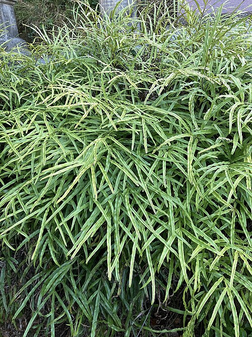Ptéris de Crète (Pteris cretica)