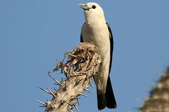 Artamie à tête blanche (Artamella viridis)