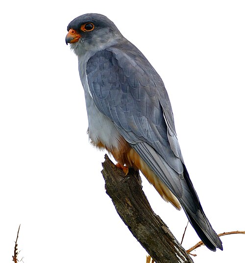 Faucon de l'amour (Falco amurensis)