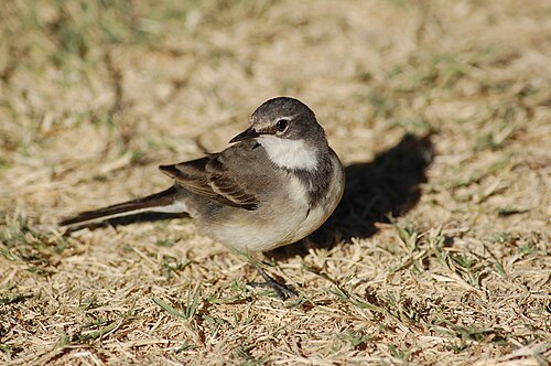 Bergeronnette du Cap (Motacilla capensis)