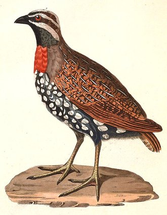Perdrix de Madagascar (Margaroperdix madagarensis)