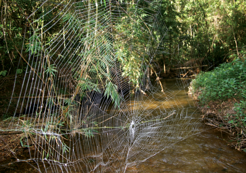 Caerostris darwini