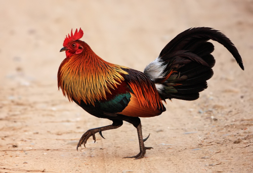 Coq doré (Gallus gallus)