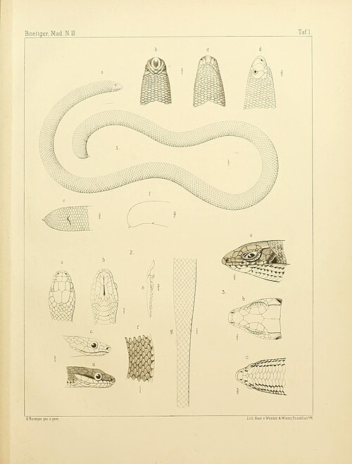 Madatyphlops mucronatus