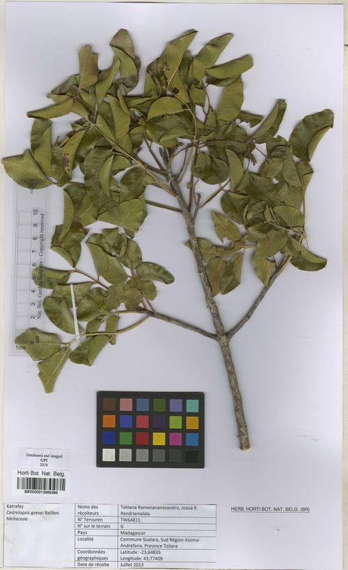 Cedrelopsis grevei