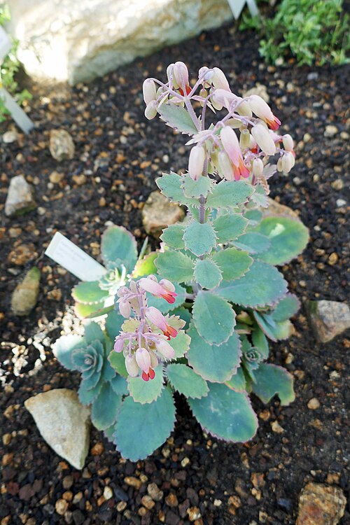Kalanchoe serrata