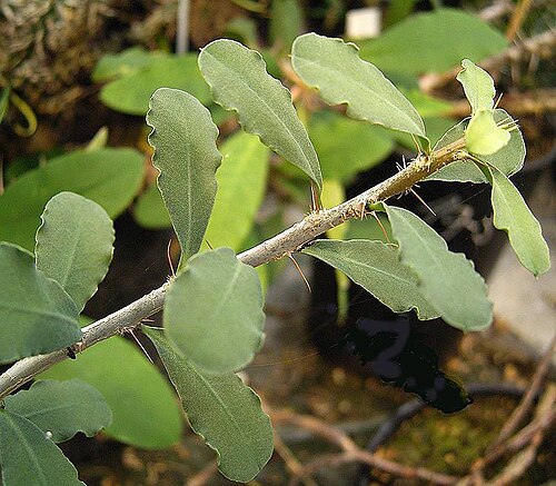 Euphorbia banae