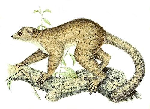 Grand lépilémur (Lepilemur mustelinus)