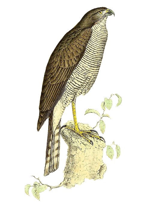 Épervier de Madagascar (Accipiter madagascariensis)