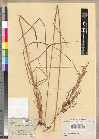 Loudetia simplex
