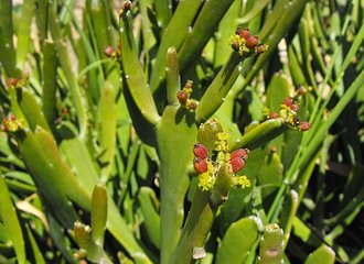Euphorbia xylophylloides