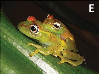 Boophis ankarafensis