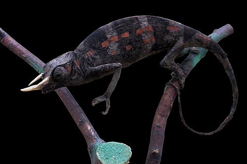 Trioceros oweni