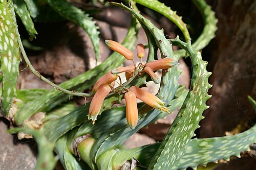 Aloe andringitrensis