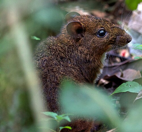 Nesomys rufus