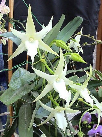 Étoile de Madagascar (Angraecum sesquipedale)