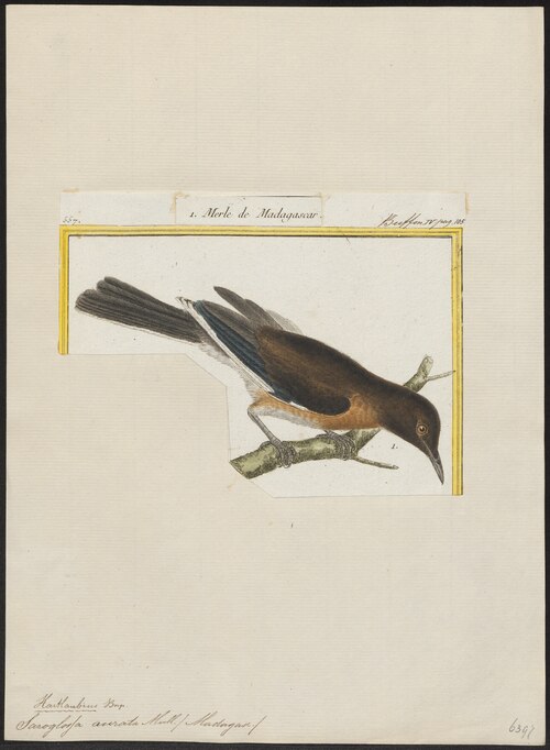Étourneau malgache (Hartlaubius auratus)