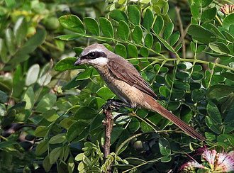 Pie-grièche brune (Lanius cristatus)