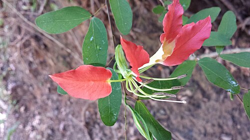 Bauhinia madagascariensis