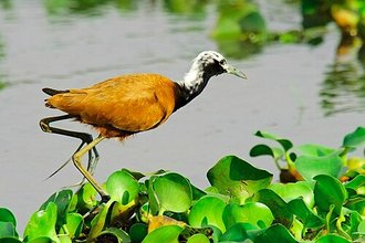 Jacana malgache (Actophilornis albinucha)