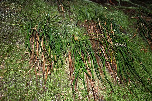Haplopteris elongata