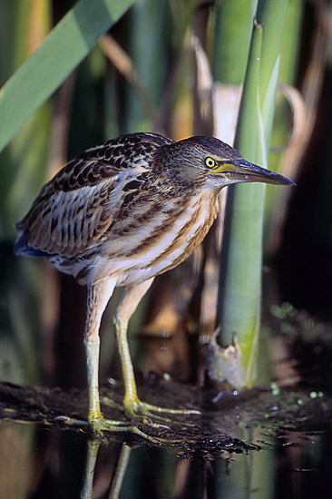 Blongios nain (Ixobrychus minutus)