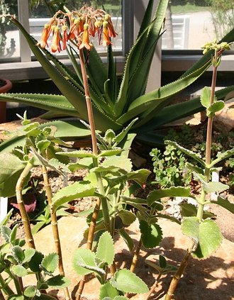 Kalanchoe pubescens