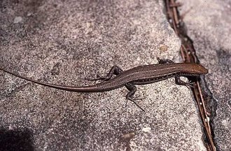 Trachylepis elegans