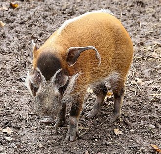 Potamochère roux (Potamochoerus porcus)