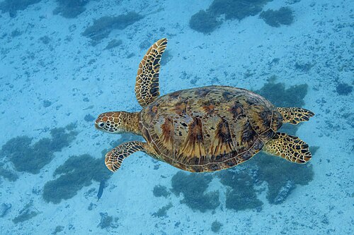 Tortue comestible (Chelonia mydas)