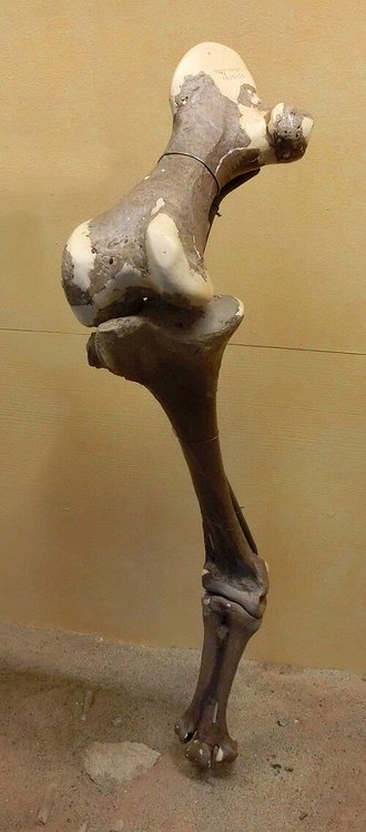 Aepyornis hildebrandti