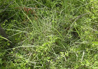 Melinis repens