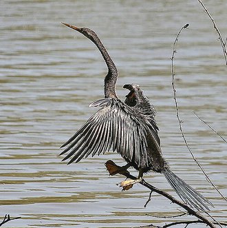 Anhinga roux (Anhinga melanogaster)