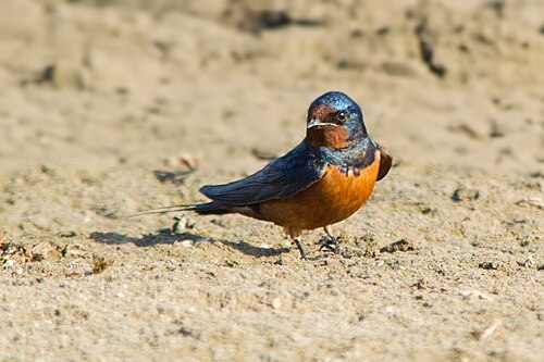 Hirondelle rustique (Hirundo rustica)
