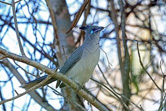 Coua de Verreaux (Coua verreauxi)