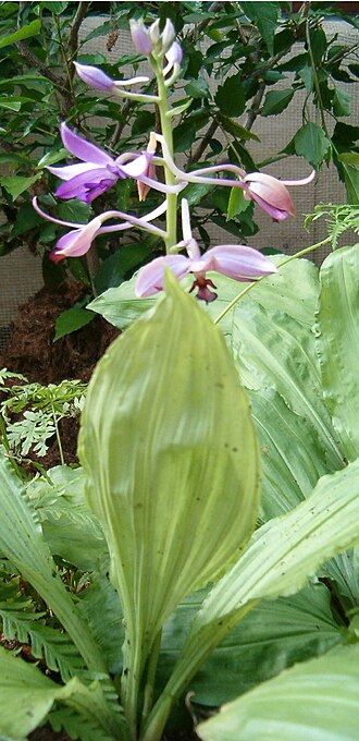 Calanthe sylvatica