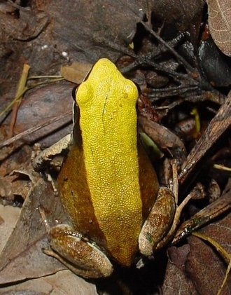 Mantella viridis