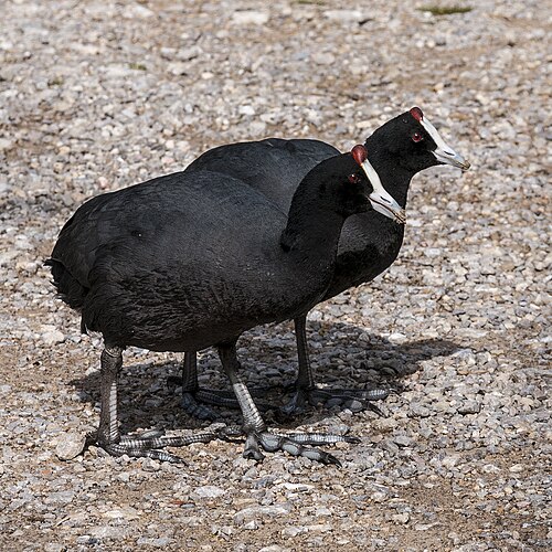 Foulque à crête (Fulica cristata)