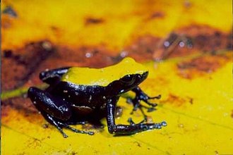 Mantella laevigata