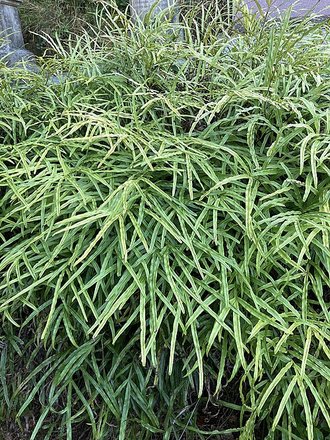 Ptéris de Crète (Pteris cretica)