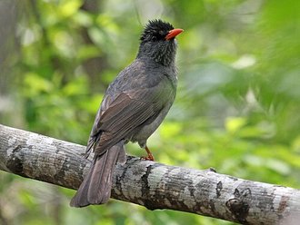 Bulbul de Madagascar (Hypsipetes madagascariensis)