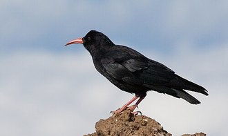 Crave à bec rouge (Pyrrhocorax pyrrhocorax)