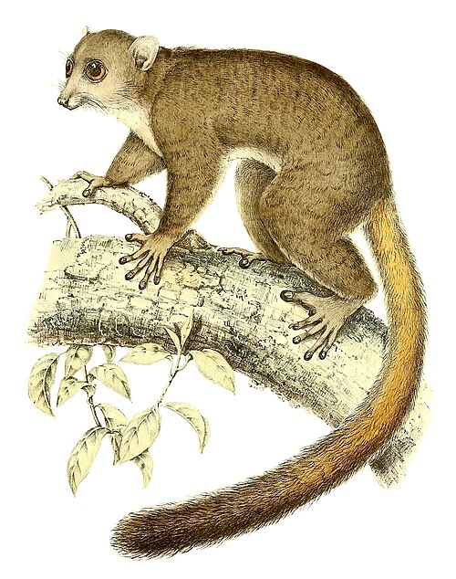 Microcèbe de Coquerel (Mirza coquereli)