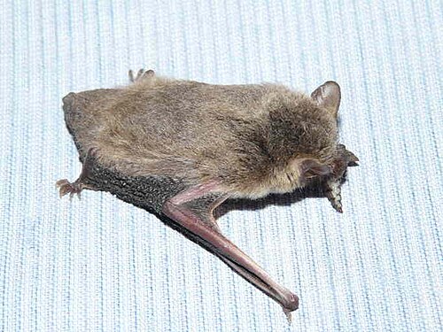 Laephotis capensis